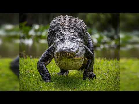 [Free] TypeBeat The Limba Rakhim GONE.Fludd