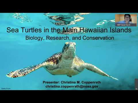 image-What does the turtle symbolize in the Hawaiian culture?