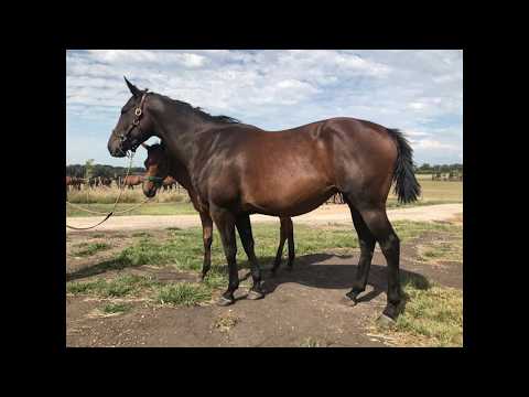 Lote AREEJ (ARG)