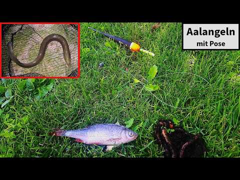 Aalangeln mit Pose