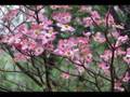 Randy Travis - You Are Worthy of My Praise -flower slideshow