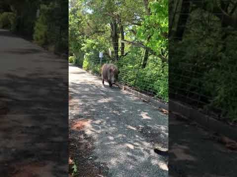 性格はイノシシの母性を形作る