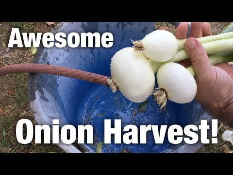 , title : 'Awesome Aquaponic Onion Harvest!'
