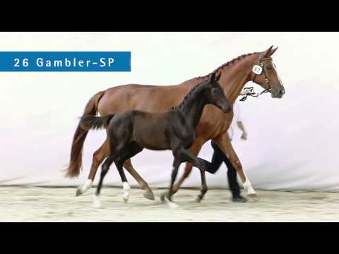 Sportfohlenauktion Sursee 2014 - reitsport.ch