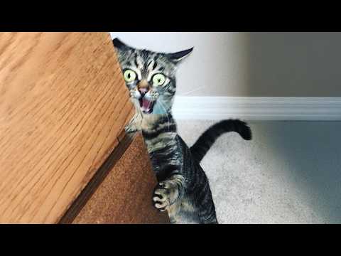 Les chats sont nés pour être ridicules vidéos drôles de chats 2025