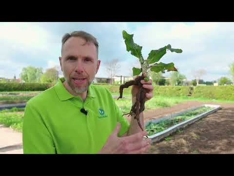 Alraune – „die schreiende Pflanze“