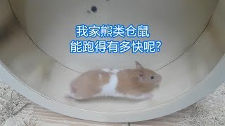 Download lagu 无厘头系列XD: 换了特大号的跑轮, 我家这只金丝熊能跑得多快呢? mp3