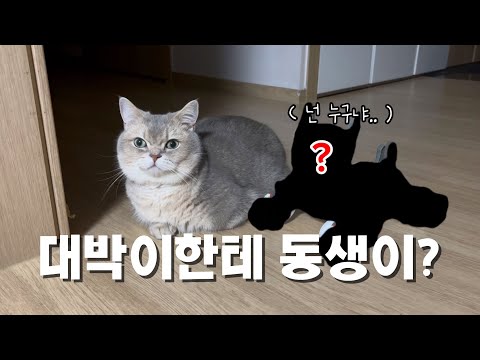 대박이한테 동생이?