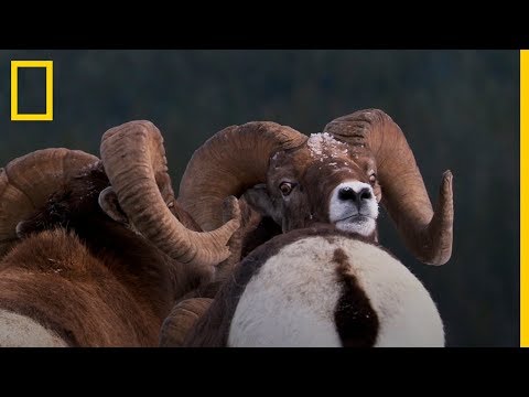 La BATALLA ÉPICA por la HEMBRA en las Montañas Rocosas | National Geographic en Español