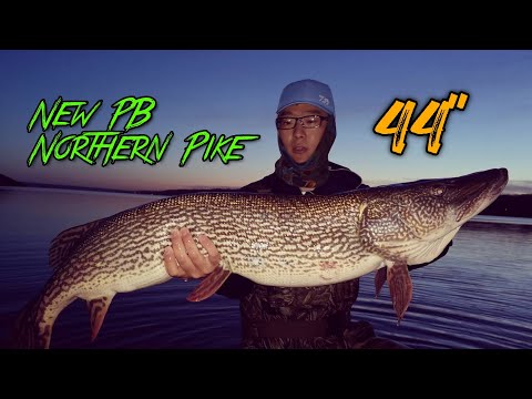 I Broke My PB PIKE Twice Tonight!! Fishing BIG Northern Pike in Shallow Water (44 Inches)