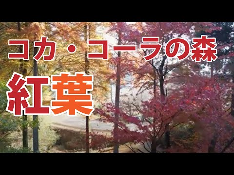 コカコーラの森