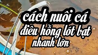 1 tấn cá diêu hồng chết ở Thừa Thiên Huế là do nguyên nhân này, kêu gọi cộng đồng hỗ trợ