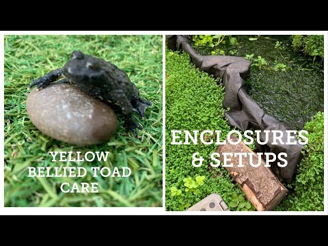 YELLOW BELLIED TOAD CARE & SETUPS ( Bombina Variegata )
