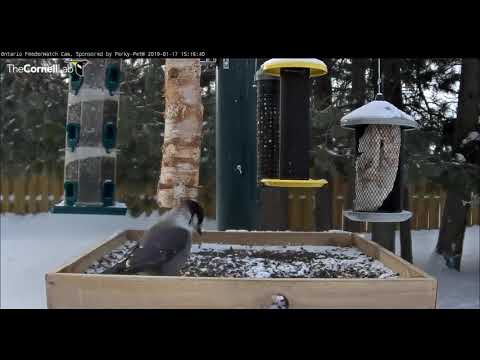 Canada Jay makes an appearance on the feeder          15 16 32 Video 2019 01 17 152433