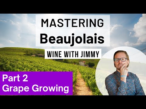 WSET Level 4 Mastering Beaujolais Part 2: The Growing Environment and Grape Growing
