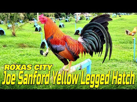 Beautiful Joe Sanford Yellow Legged Hatch Boston Roundhead | JDA FARM | Big Farm In The Philippines