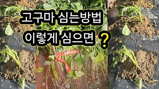 고구마 심는방법, 고구마 이렇게 심으면은 주렁주렁 열립니다.