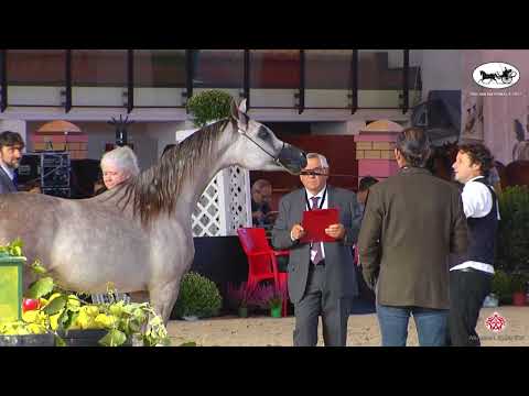 N 15 ELAFAAH MCA   Italian Nationals 2022   Yearling Fillies Class 1B