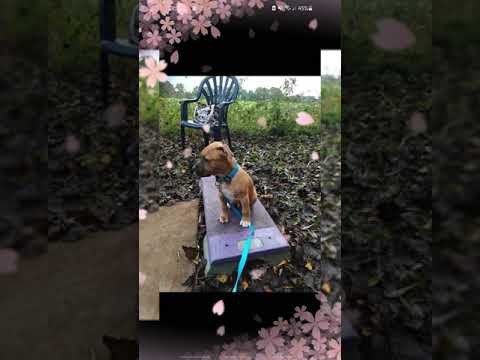 fenix ft sjaak mr ego dj diry k remix