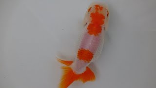 【金魚】日の丸様柄更紗らんちゅう【洗面器】