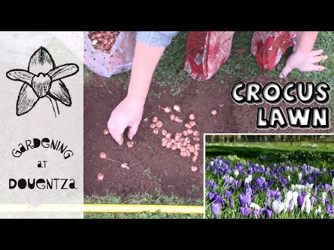 image-Is there a summer crocus?