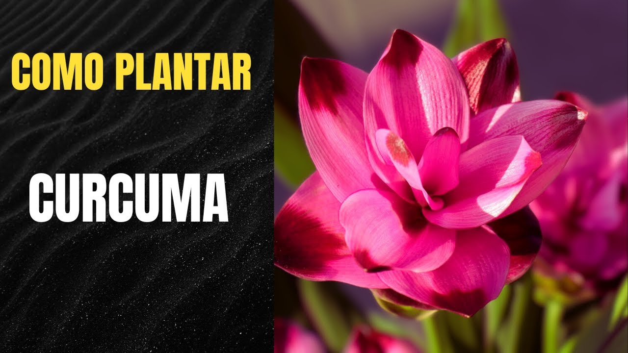 Watch Si TIENES esta PLANTA ¡CUÍDALA! Es MUY VALIOSA | Cómo Cuidar y Reproducir CÚRCUMA LONGA Now Si TIENES esta PLANTA ¡CUÍDALA! Es MUY VALIOSA | Cómo Cuidar y Reproducir CÚRCUMA LONGA