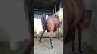 Download lagu #shorts Persiapan Produksi mp3