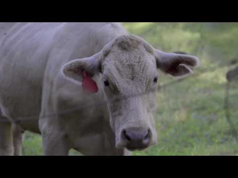 download lagu mp3 mp4 Hysterical Society, download lagu Hysterical Society gratis, unduh video klip Hysterical Society