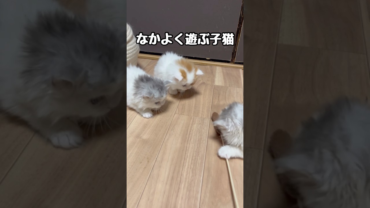 仲良しな子猫の兄弟　#catshorts #catvideo #animals #猫のいる暮らし #猫のいる生活 #ミヌエット #子猫 #おもちゃ
