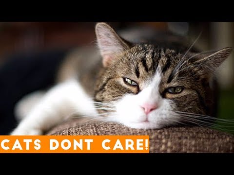 Cats Don’t Care Funny Pets Videos | Ultimate Funny Cat Videos Ever