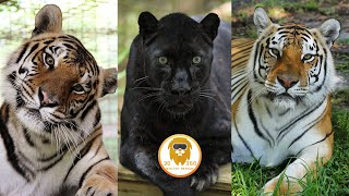 Big Cat Trio celebrate 7 year rescue-versary 3D 180VR