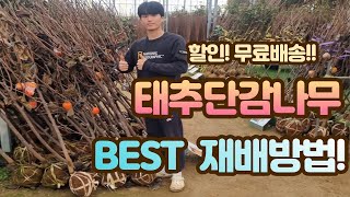 (할인 무료배송) 태추단감나무 묘목 재배법 best