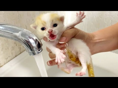 Best Funny & Cute Cats Videos | Cute Kitten🐶🐱 Part 5