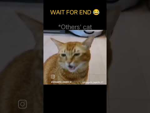 cat singing.|| others cat vs my cat 😺. #foryou #catshorts #cat #shorts #shortvideo #viral #trending
