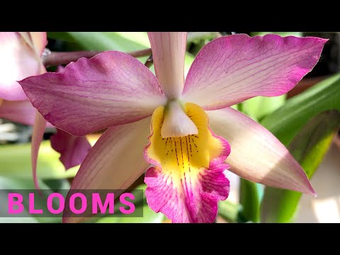 Windowsill Orchids in Bloom - May 2021