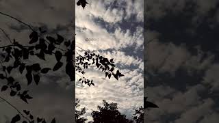 Download lagu veyil chilla pookum naalil 🍃🌿#malayalam #lyrics_whatsapp_status #lyrics #song mp3 Download lagu veyil chilla pookum naalil 🍃🌿#malayalam #lyrics_whatsapp_status #lyrics #song mp3