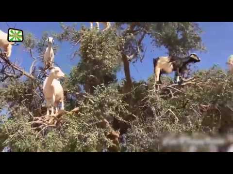 Compilation de chèvres drôles chèvres drôles qui crient hdtv nouveau !