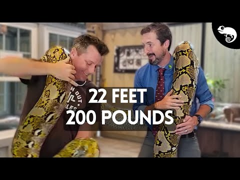 Krajta sieťkovaná (Malayopython reticulatus) — veľkosti, varianty a dwarf formy