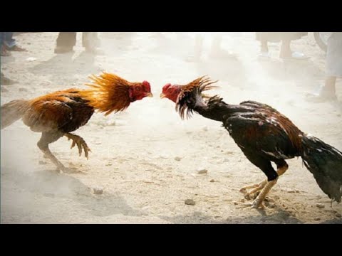 aseel murgy ki larai cook fight