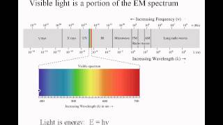 3 08 PhotosynthLight