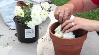 How to Propagate Mums by Cuttings : Planting & Caring for Mums