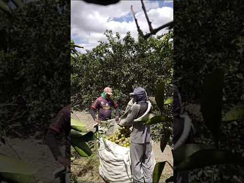 Colheita de laranjas  em pedrinhas sergipe🍊 04/02/2026