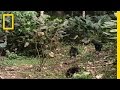 Bonobo The Female Alpha National Geographic