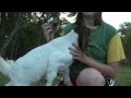 Baby Goat Really Wants Milk