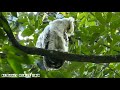 BIRDING BARRED EAGLE OWL A Family Of 3