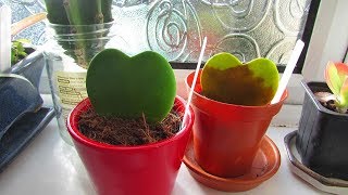 Avoid the Hoya Kerri Plant single leaf Valentines day GIMMICK
