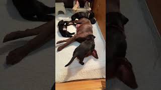 Video preview image #1 Labrador Retriever-Unknown Mix Puppy For Sale in Warrington, PA, USA