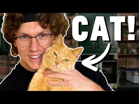 Josh Cooks For His Cat (Featuring Pippin The Cat)