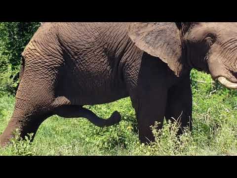 Elephant with five legs in Kruger National park south Africa