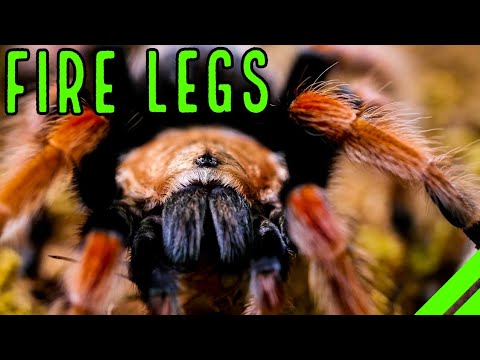 Sklípkavec ohnivý (Brachypelma boehmei) — chov, ustajnenie a starostlivosť o mexického ohnivého sklípkavca (The Tarantula Collective)